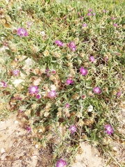 Centaurea sphaerocephala