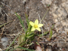 Centaurium maritimum