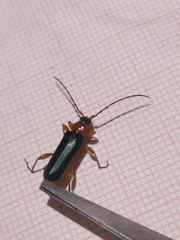 Phymatodes testaceus