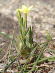 Centaurium maritimum