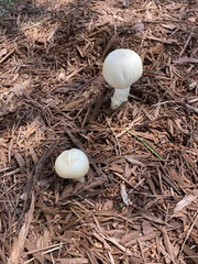 Fungi