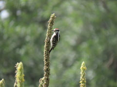 Dryobates pubescens pubescens