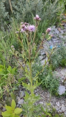 Cirsium arvense