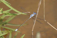 Lestes sigma