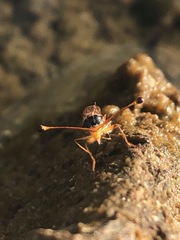 Diopsis longicornis