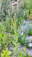 Cirsium arvense