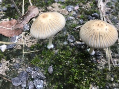 Coprinellus arenicola
