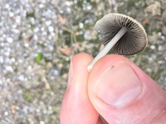 Coprinellus arenicola