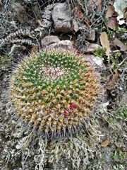 Mammillaria gigantea