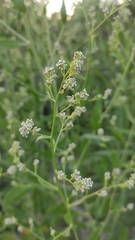 Lepidium latifolium