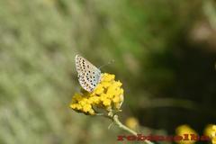 Plebejus bellieri villai