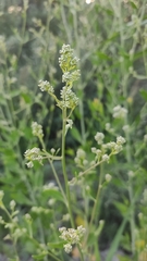 Lepidium latifolium