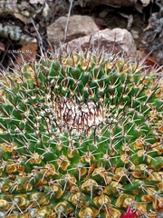 Mammillaria gigantea
