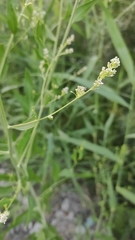 Lepidium latifolium