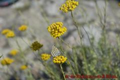 Plebejus bellieri villai