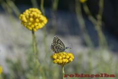 Plebejus bellieri villai