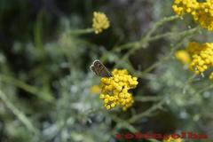 Plebejus bellieri villai