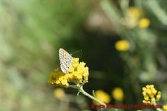 Plebejus bellieri villai