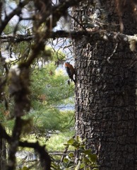 Dendrocopos hyperythrus