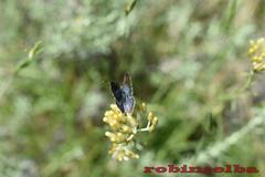 Plebejus bellieri villai