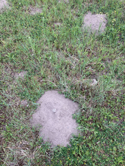 Thomomys talpoides