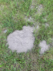Thomomys talpoides