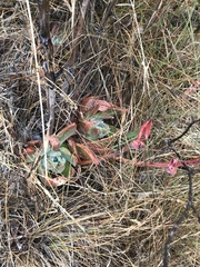 Dudleya farinosa