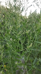 Lepidium latifolium