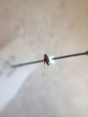 Orchestes steppensis