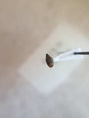 Orchestes steppensis