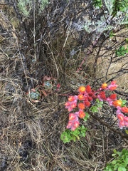 Dudleya farinosa