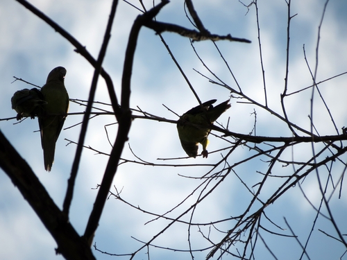 Scarlet-fronted Parakeet (Psittacara wagleri), photo 10
