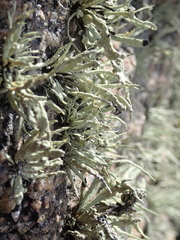 Ramalina cuspidata