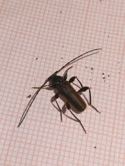 Phymatodes testaceus