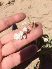 Tripterocalyx carneus