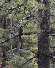 Urocissa flavirostris