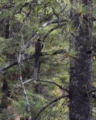 Urocissa flavirostris