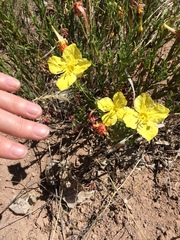 Calylophus