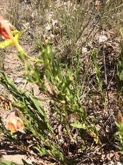 Calylophus