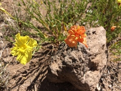 Calylophus