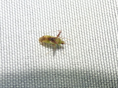 Phytocoris tibialis