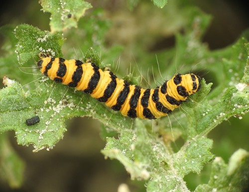 Cinnabar moth, 4328 Burgh-Haamstede, Netherlands, photo 9 of 10