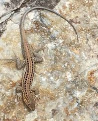 Acanthodactylus erythrurus