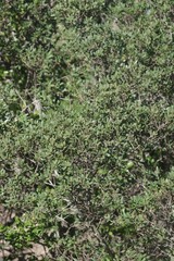 Diospyros dichrophylla