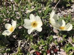 Dryas octopetala