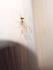 Stenacron minnetonka