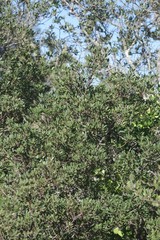 Diospyros dichrophylla