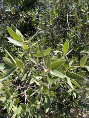Quercus peninsularis