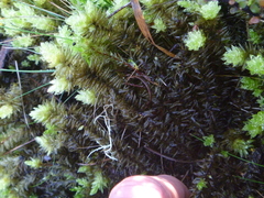 Pulchrinodus inflatus