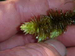 Pulchrinodus inflatus